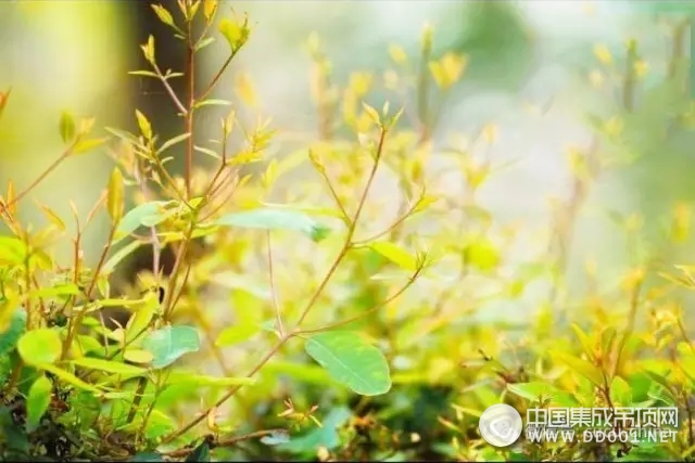 立春丨楚楚吊頂，四季就此開始