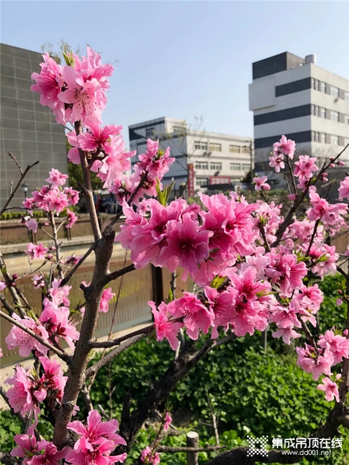 春暖花開鼎美如畫，讓我們走進(jìn)鼎美，釋放熱情放飛希望！