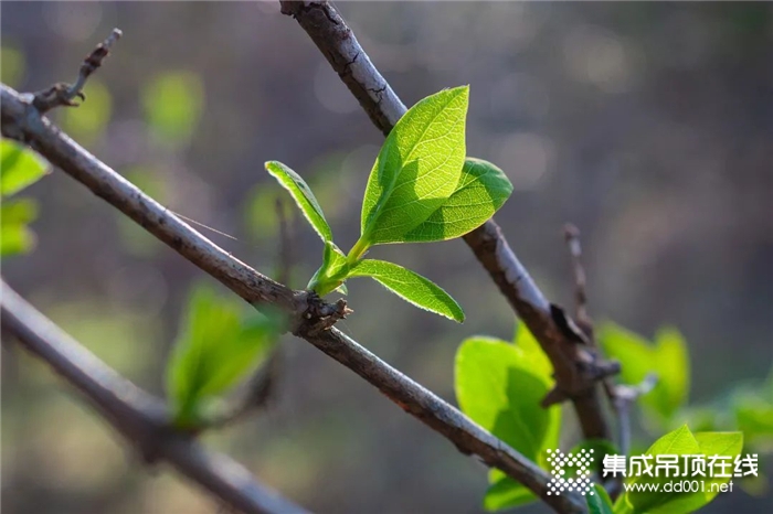 春風(fēng)十里，海創(chuàng)讓家邂逅一抹春色~